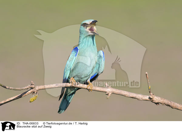 Blauracke sitzt auf Zweig / blue roller sits on branch / THA-06833