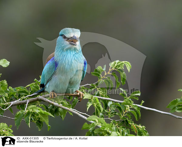 sitzende Blauracke / sitting blue Roller / AXK-01305