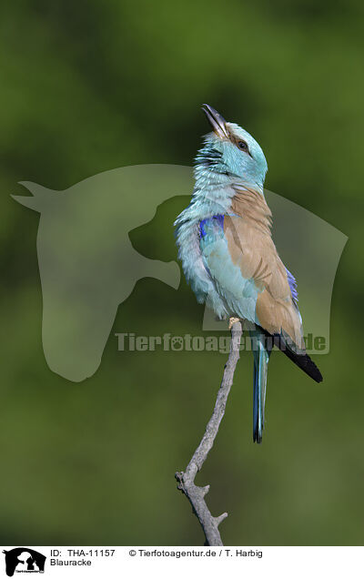 Blauracke / blue roller / THA-11157