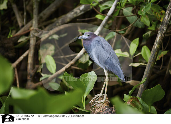 Blaureiher / little blue heron / JR-05772