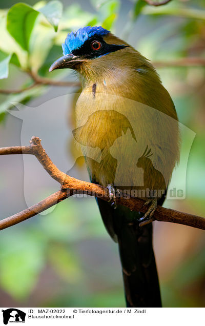 Blauscheitelmotmot / MAZ-02022