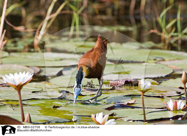 Blaustirn-Blatthhnchen / African jacana / MBS-02706