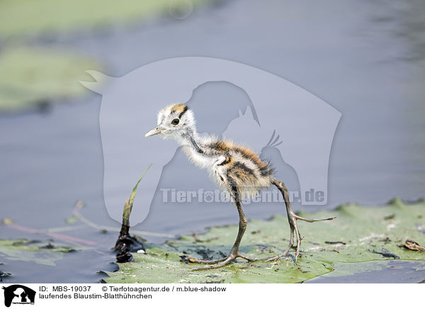 laufendes Blaustirn-Blatthhnchen / walking African Jacana / MBS-19037