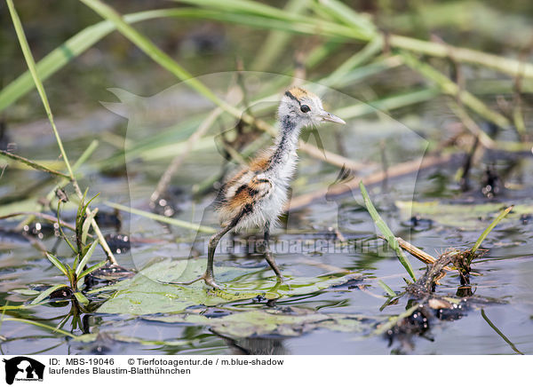 laufendes Blaustirn-Blatthhnchen / walking African Jacana / MBS-19046