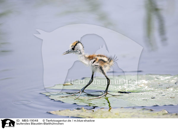 laufendes Blaustirn-Blatthhnchen / walking African Jacana / MBS-19048