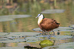 stehendes Blaustirn-Blatthhnchen