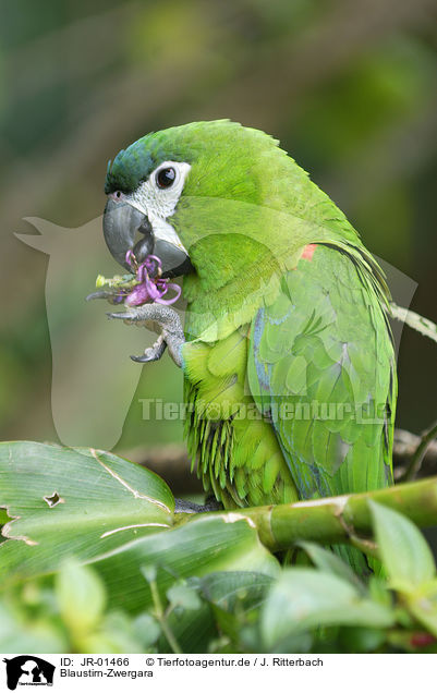 Blaustirn-Zwergara / Hahn's macaw / JR-01466