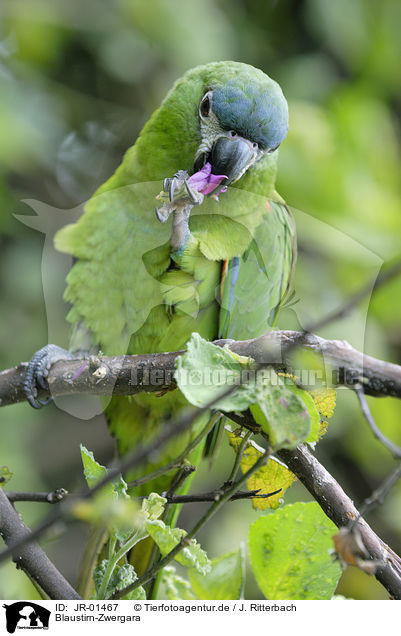 Blaustirn-Zwergara / Hahn's macaw / JR-01467