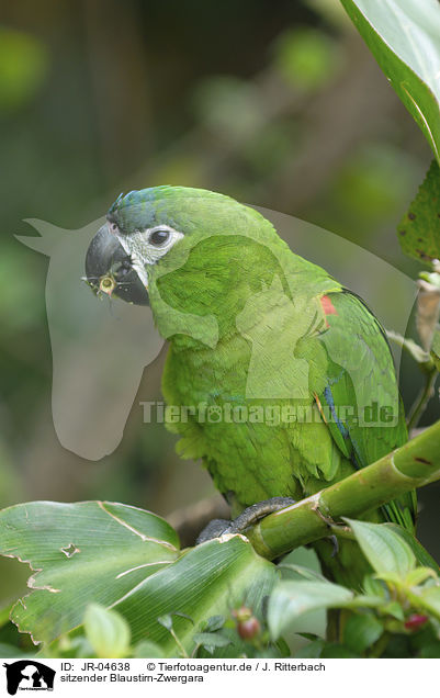 sitzender Blaustirn-Zwergara / sitting Red-shouldered Macaw / JR-04638