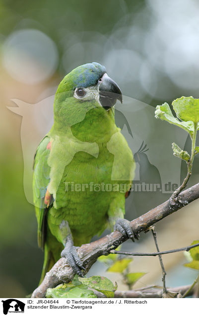 sitzender Blaustirn-Zwergara / sitting Red-shouldered Macaw / JR-04644