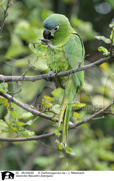 sitzender Blaustirn-Zwergara / sitting Red-shouldered Macaw / JR-04648