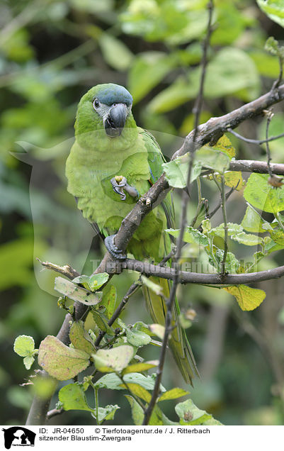 sitzender Blaustirn-Zwergara / sitting Red-shouldered Macaw / JR-04650