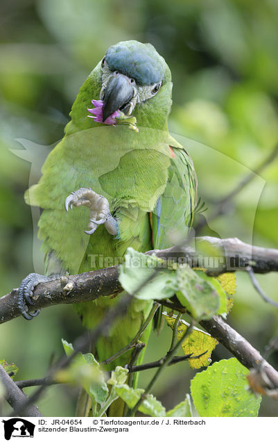 sitzender Blaustirn-Zwergara / sitting Red-shouldered Macaw / JR-04654