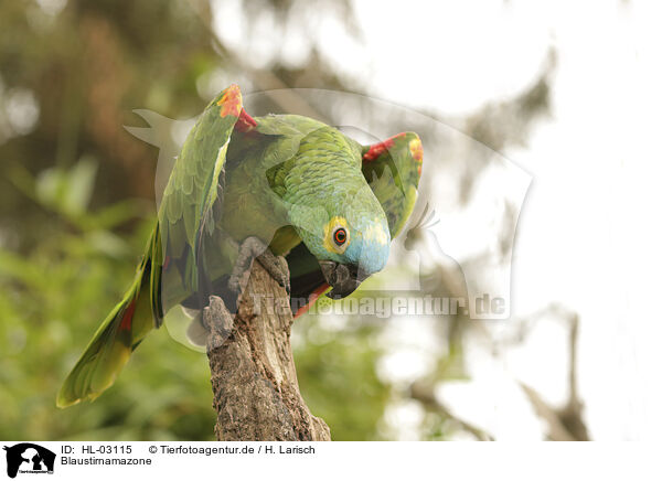 Blaustirnamazone / blue-fronted amazon / HL-03115