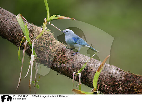 Blautangare / blue tanager / JR-05733