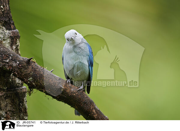 Blautangare / blue tanager / JR-05741