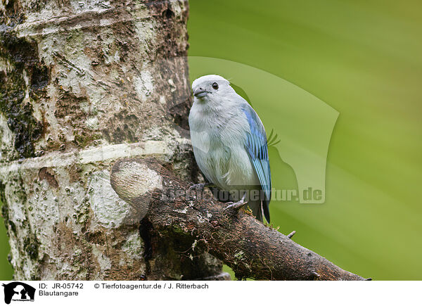 Blautangare / blue tanager / JR-05742