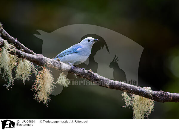 Blautangare / blue tanager / JR-05891