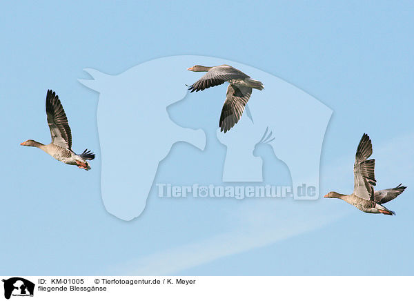 fliegende Blessgnse / KM-01005