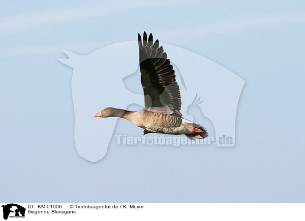 fliegende Blessgans / flying white-fronted goose / KM-01006