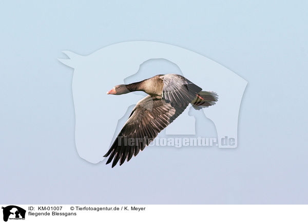 fliegende Blessgans / flying white-fronted goose / KM-01007