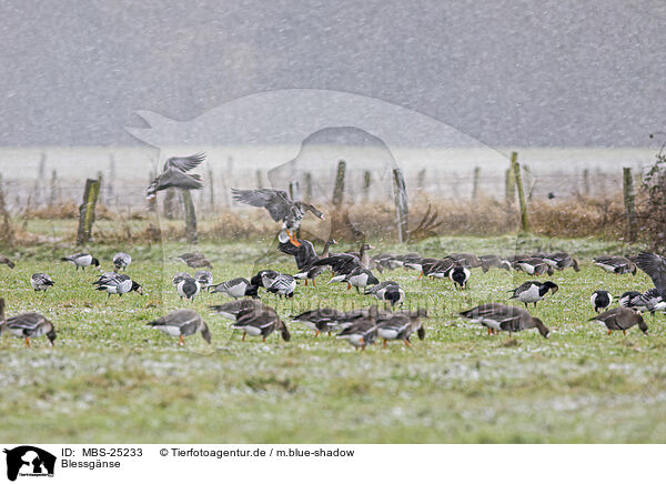 Blessgnse / white-fronted geese / MBS-25233