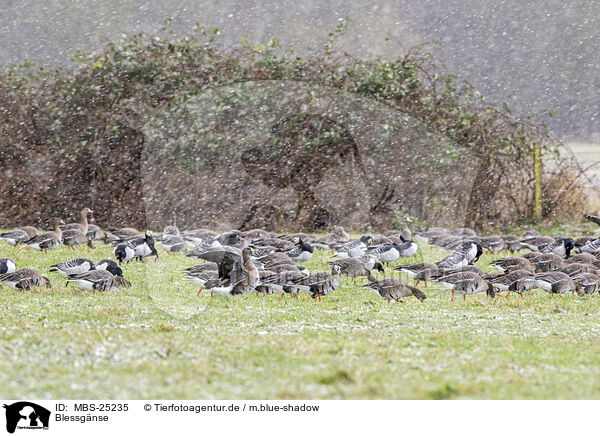 Blessgnse / white-fronted geese / MBS-25235