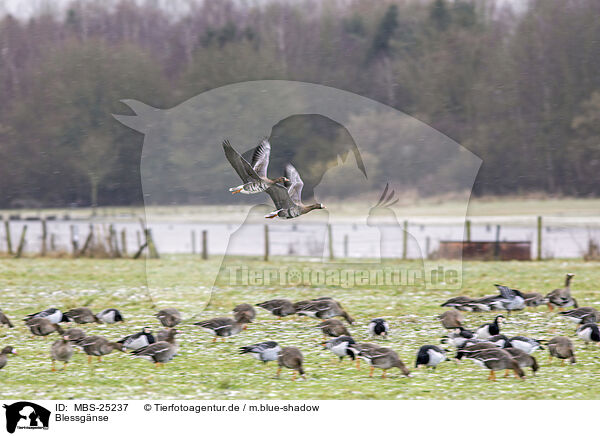 Blessg�nse / white-fronted geese / MBS-25237