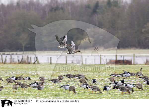 Blessgnse / white-fronted geese / MBS-25237