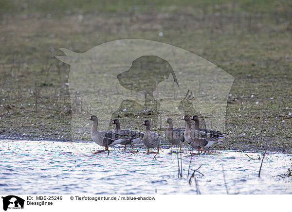 Blessgnse / white-fronted geese / MBS-25249