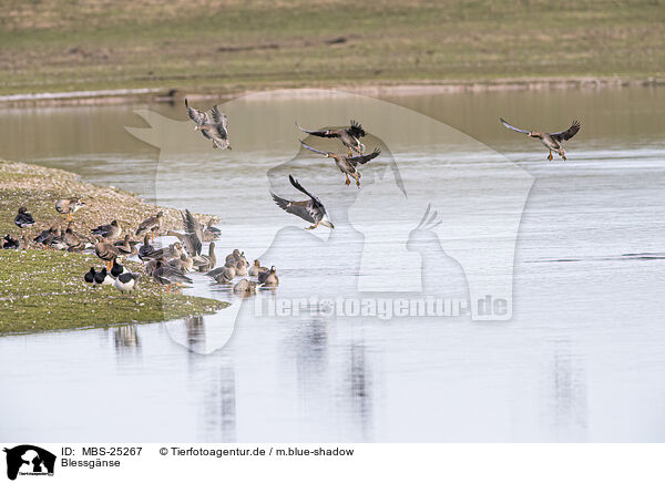 Blessgnse / white-fronted geese / MBS-25267