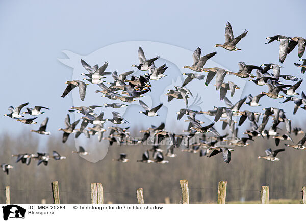 Blessgnse / white-fronted geese / MBS-25284