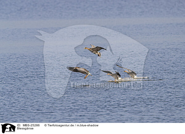 Blessgnse / white-fronted geese / MBS-25286