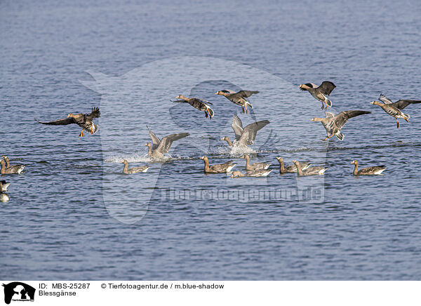 Blessgnse / white-fronted geese / MBS-25287