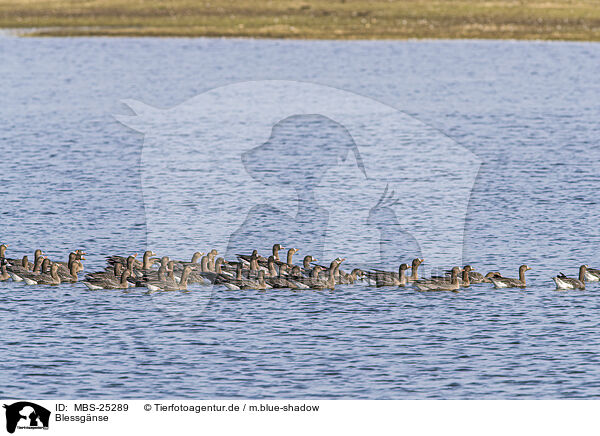 Blessgnse / white-fronted geese / MBS-25289
