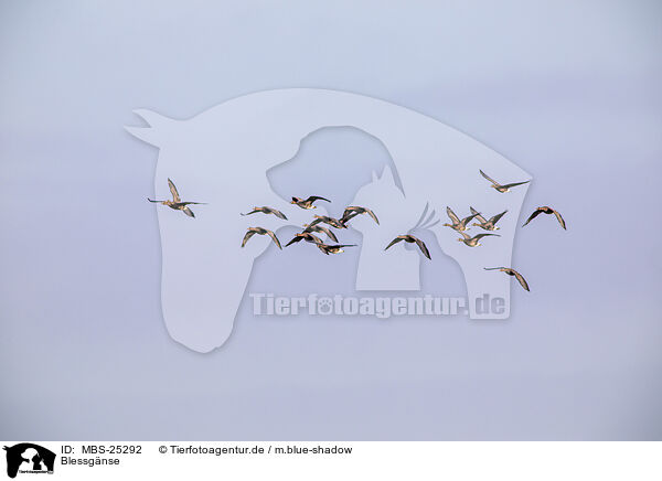 Blessgnse / white-fronted geese / MBS-25292