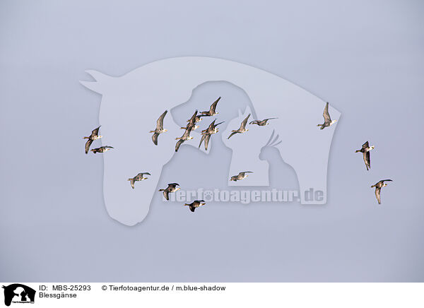 Blessgnse / white-fronted geese / MBS-25293