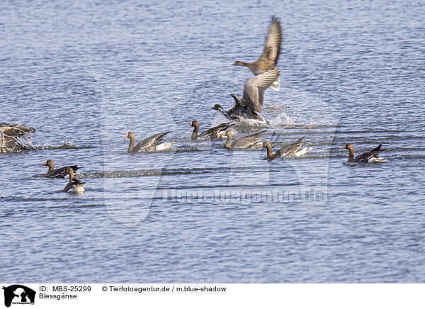 Blessgnse / white-fronted geese / MBS-25299