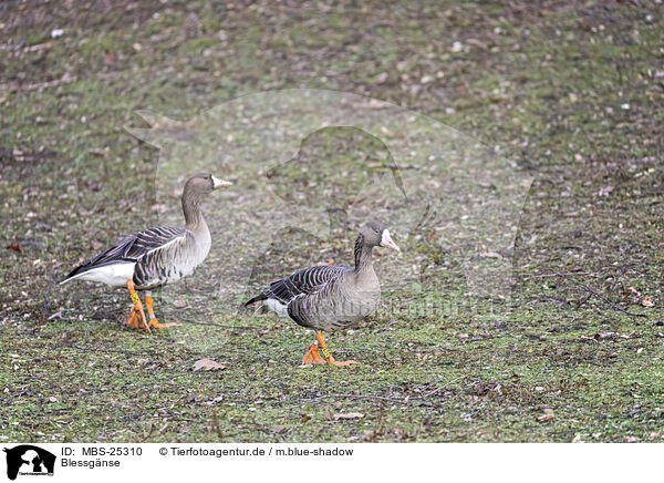 Blessgnse / white-fronted geese / MBS-25310