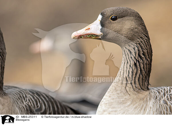 Blessgans / white-fronted goose / MBS-25311