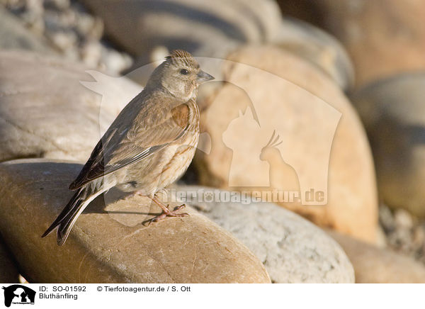 Bluthnfling / linnet / SO-01592