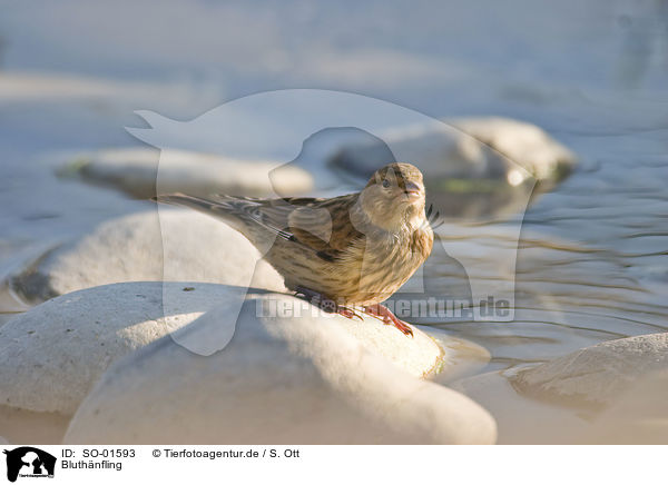 Bluthnfling / linnet / SO-01593