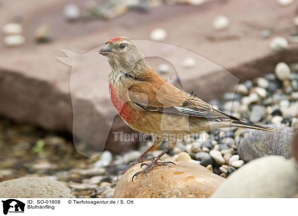 Bluthnfling / linnet / SO-01608