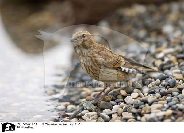 Bluthnfling / linnet / SO-01609