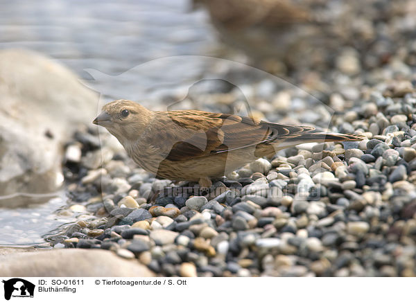 Bluthnfling / linnet / SO-01611