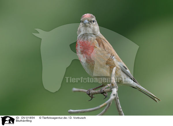 Bluthnfling / Eurasian linnet / DV-01854