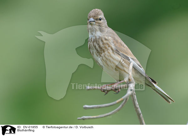 Bluthnfling / Eurasian linnet / DV-01855