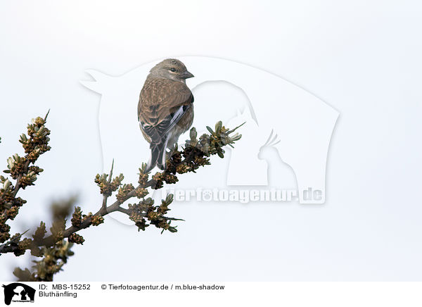 Bluthnfling / common linnet / MBS-15252