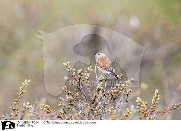 Bluthnfling / common linnet / MBS-17614