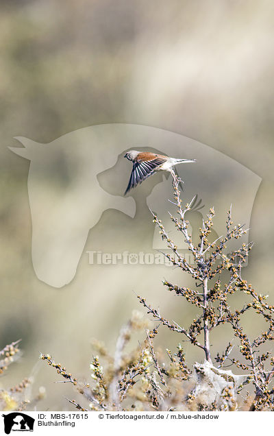 Bluthnfling / common linnet / MBS-17615